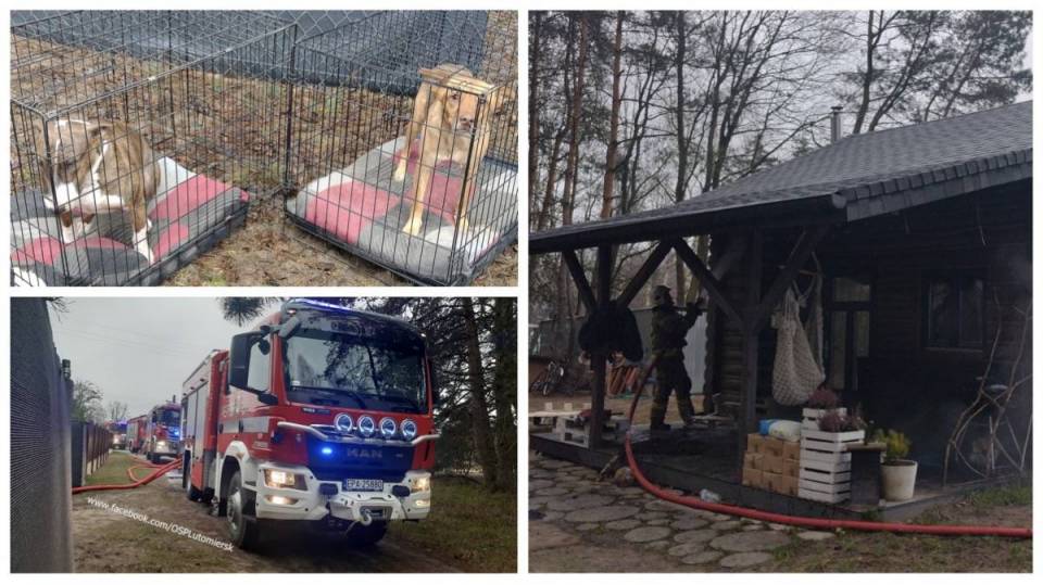 Gmina Lutomiersk: Pożar drewnianego domu. Z wnętrza ewakuowano dwa przerażone psy!