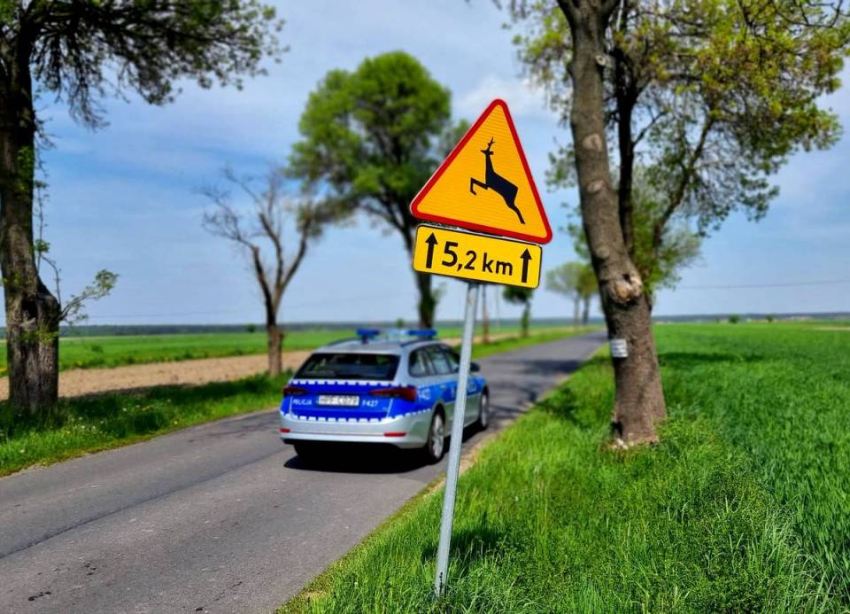 policja_dzikie-zwierzeta_piotrkow